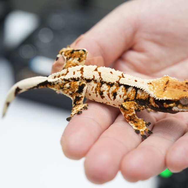 트라이 익스트림할리퀸 텐저린