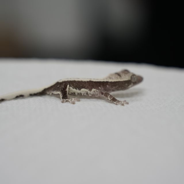 릴잔틱