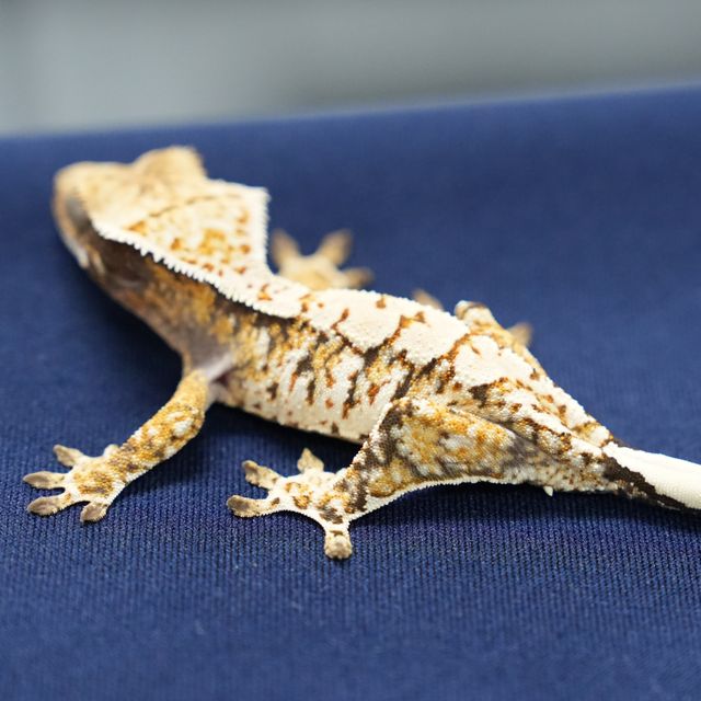 트라이 익스트림할리퀸