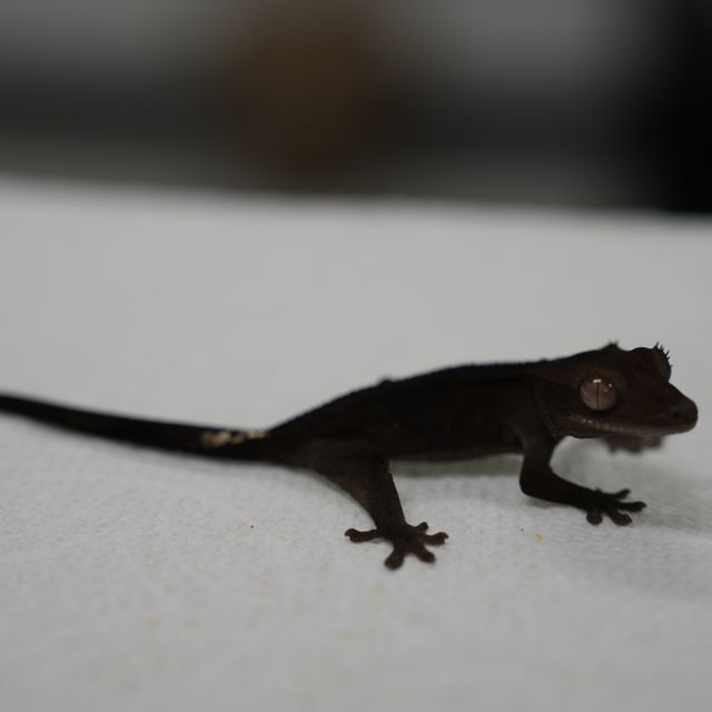 아잔틱