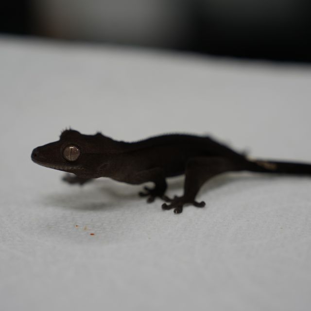 아잔틱