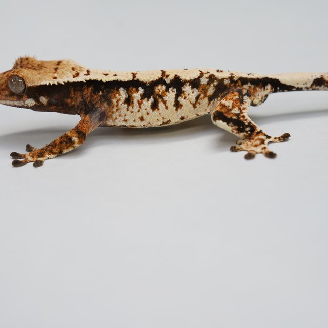 트라이 익스트림할리퀸 텐저린