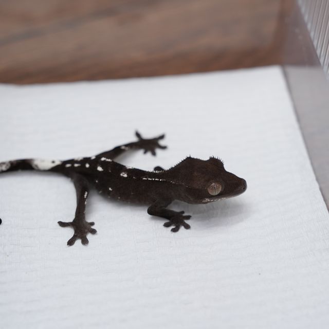 아잔틱