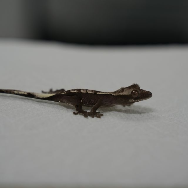 아잔틱