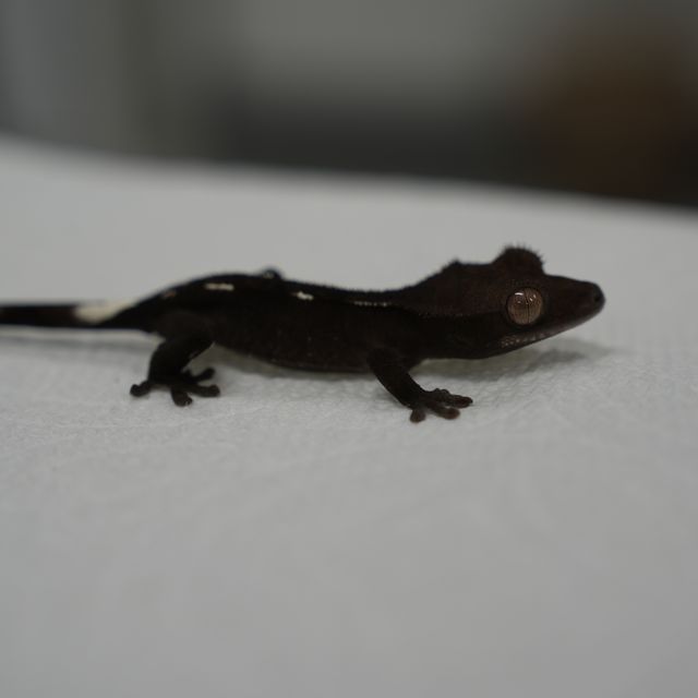아잔틱