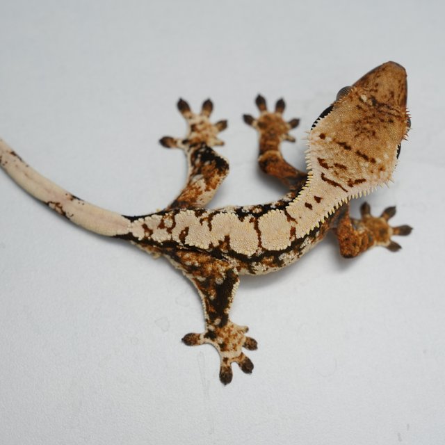 트라이 익스트림할리퀸 텐저린