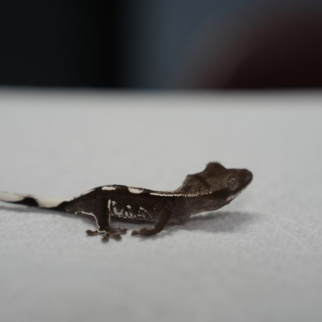 아잔틱