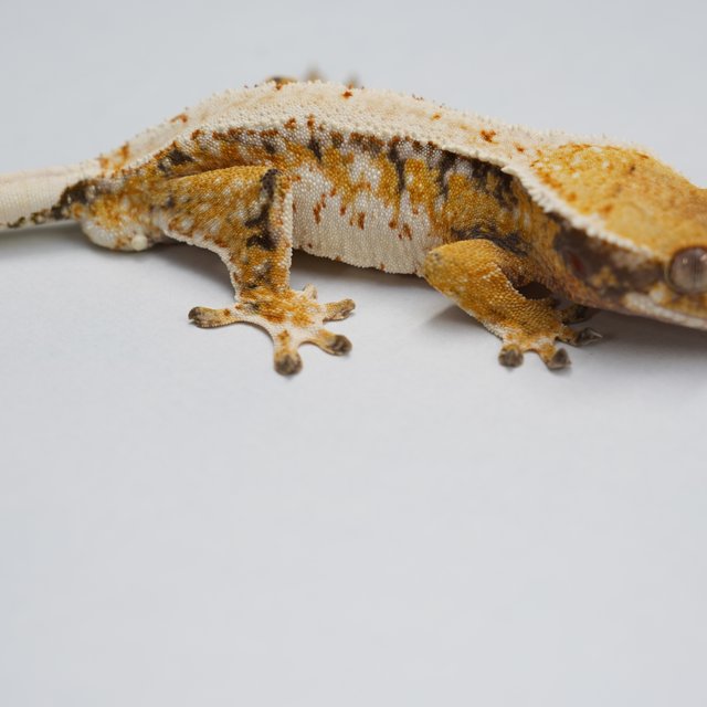 트라이 익스트림할리퀸