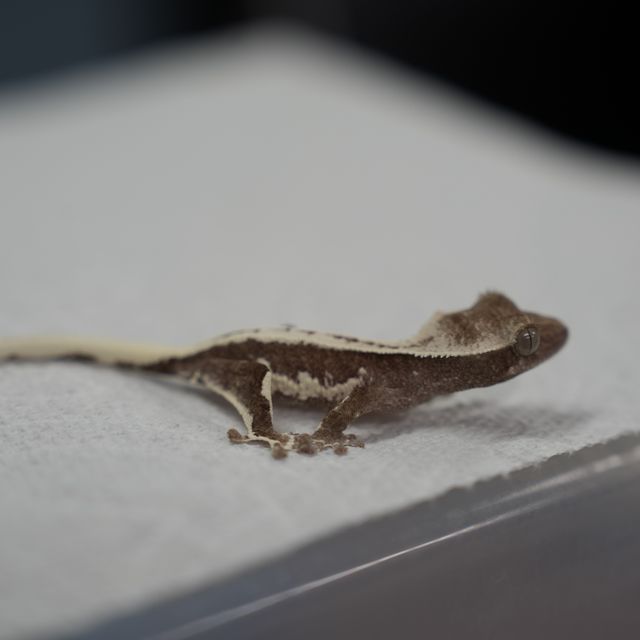 릴잔틱
