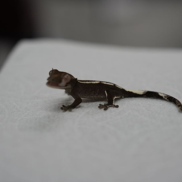 아잔틱