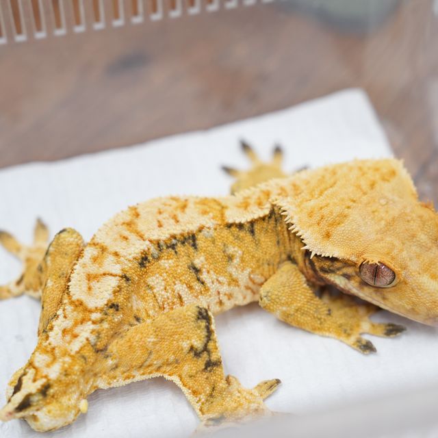 트라이 익스트림할리퀸