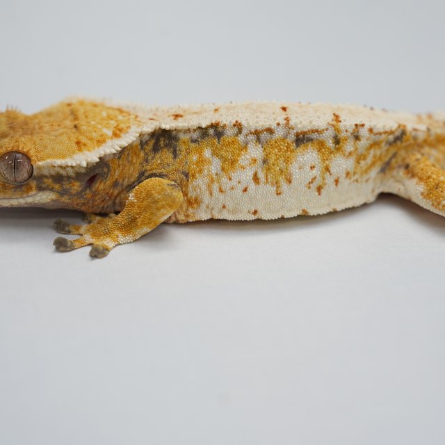 트라이 익스트림할리퀸