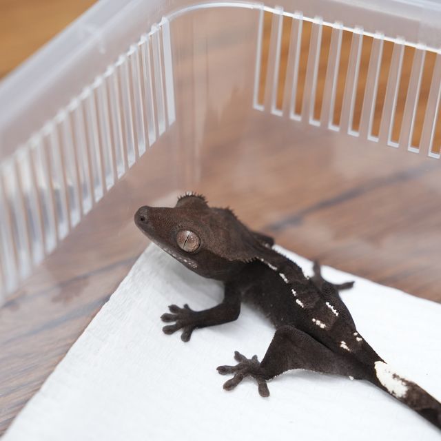 아잔틱