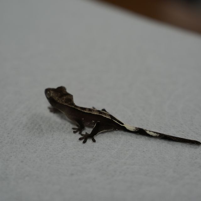 아잔틱