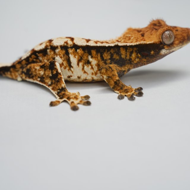 트라이 텐저린 익스트림할리퀸