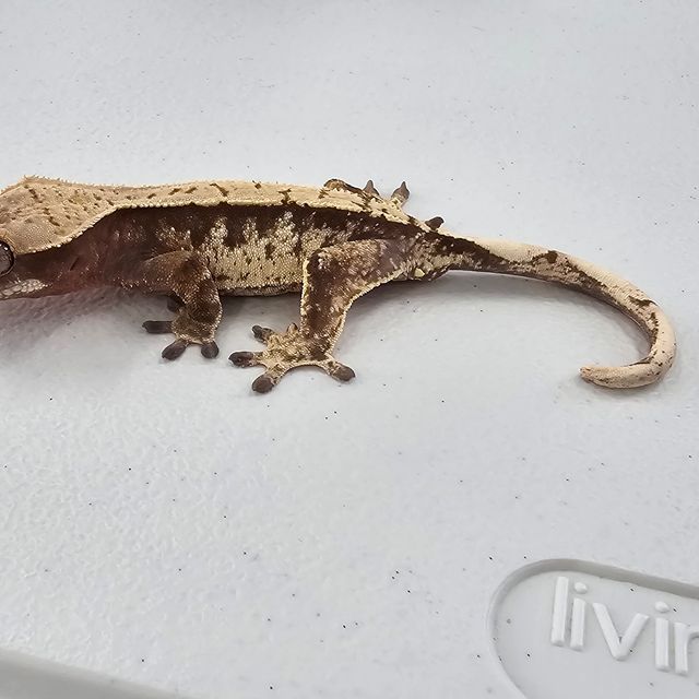 트라이 익스트림할리퀸 레이지