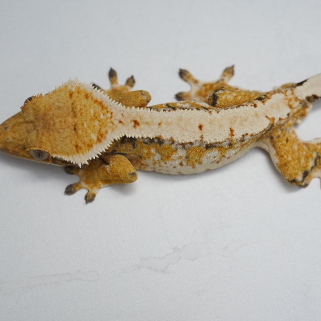 트라이 익스트림할리퀸