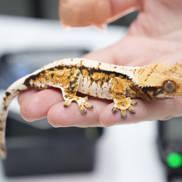 트라이 텐저린 익스트림할리퀸