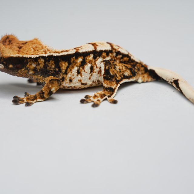 트라이 텐저린 익스트림할리퀸