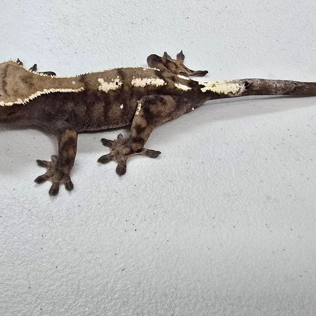 세이블