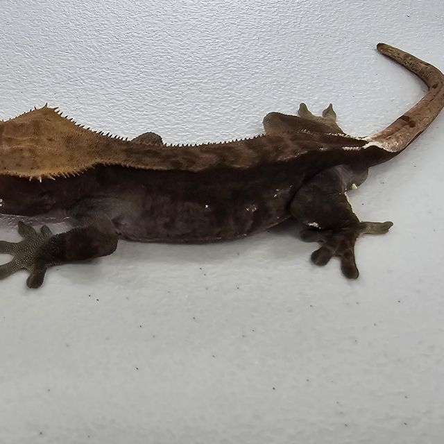 챠콜