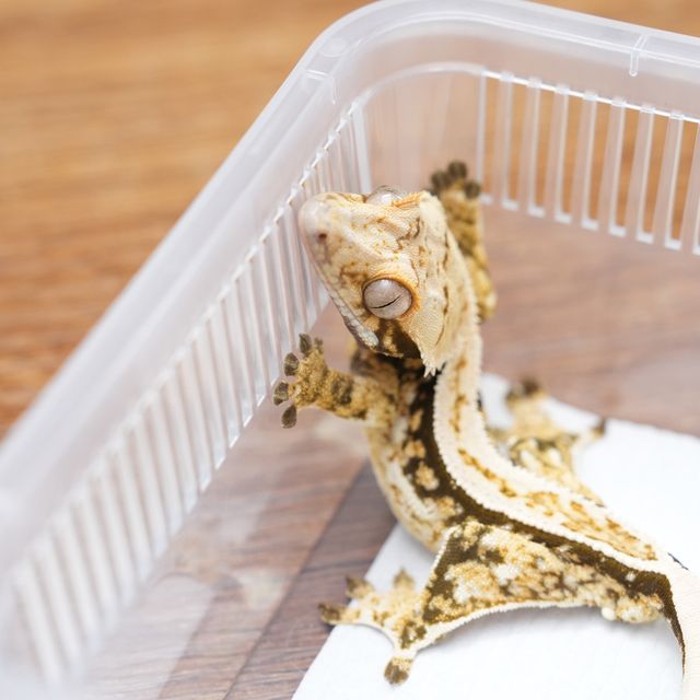 트라이 익스트림할리퀸 풀핀