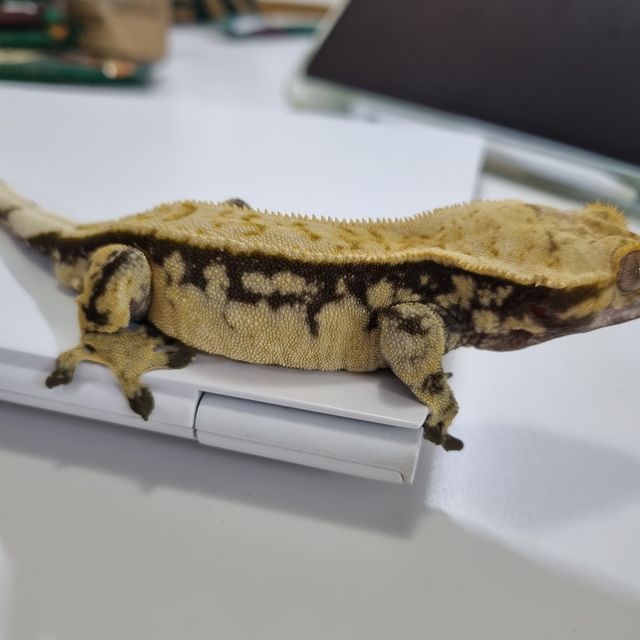 노멀 익스트림할리퀸