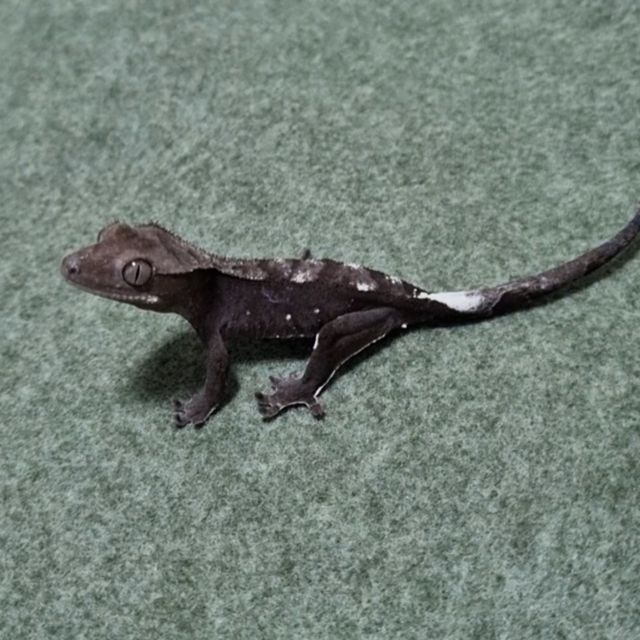 아잔틱