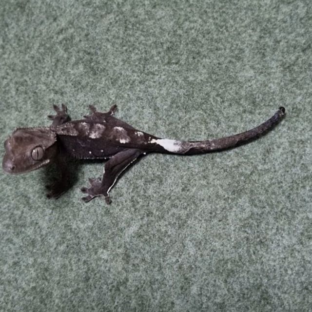 아잔틱