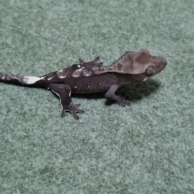 아잔틱