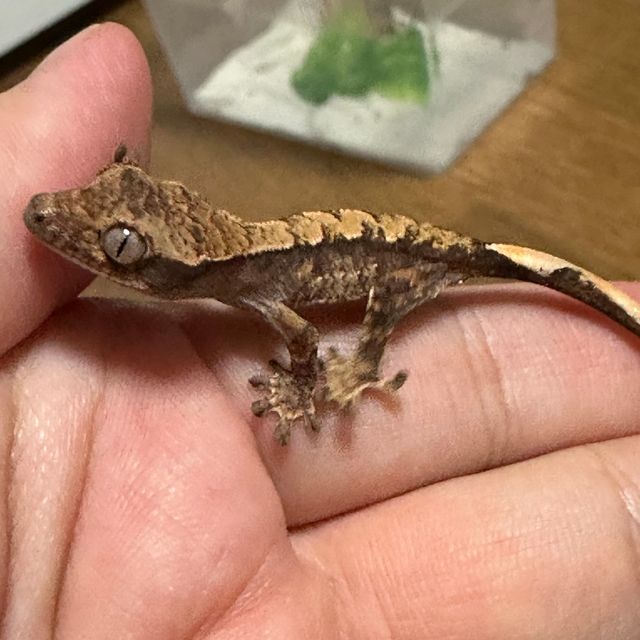 트라이