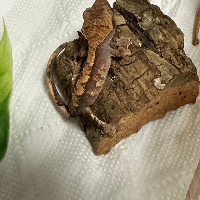 트라이
