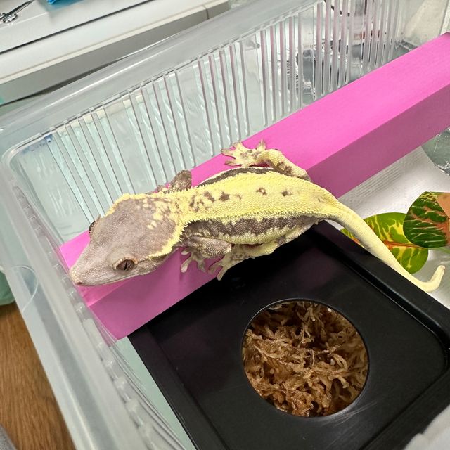 프라푸치노