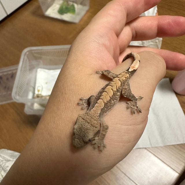 타이거