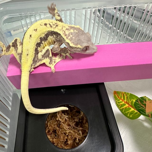 프라푸치노