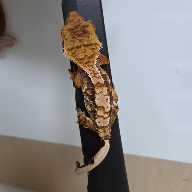 트라이 할리퀸 익스트림할리퀸