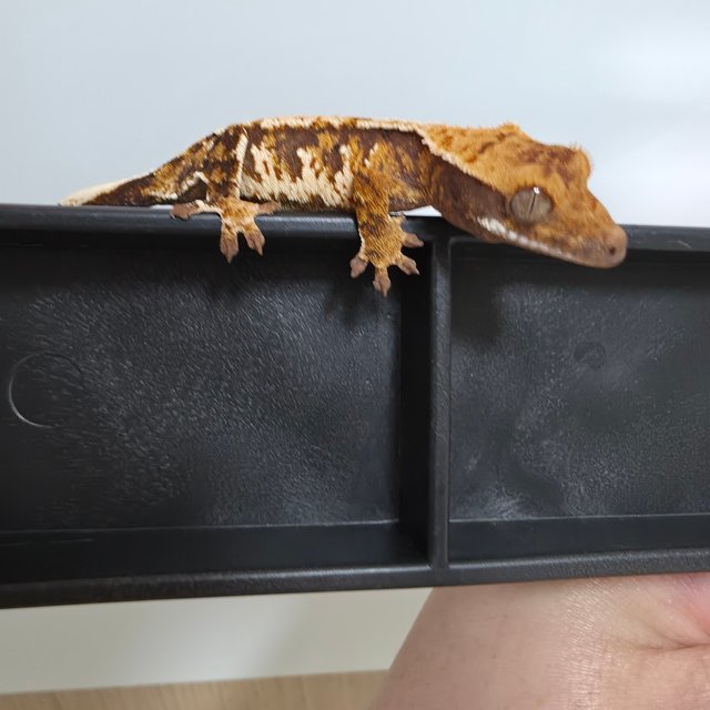 트라이 할리퀸 익스트림할리퀸