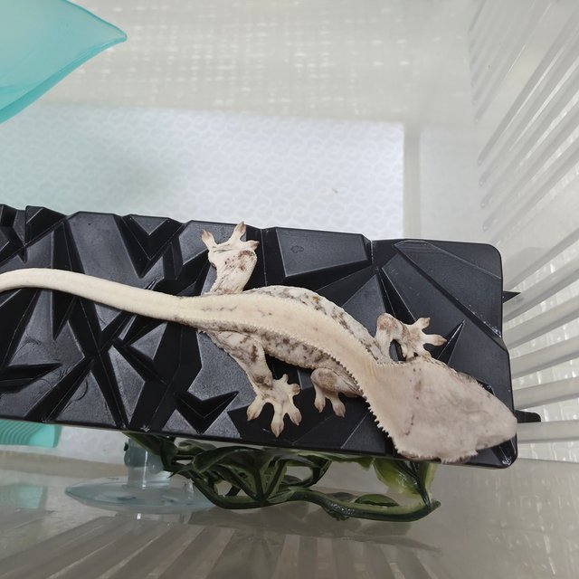 릴리 세이블 화이트