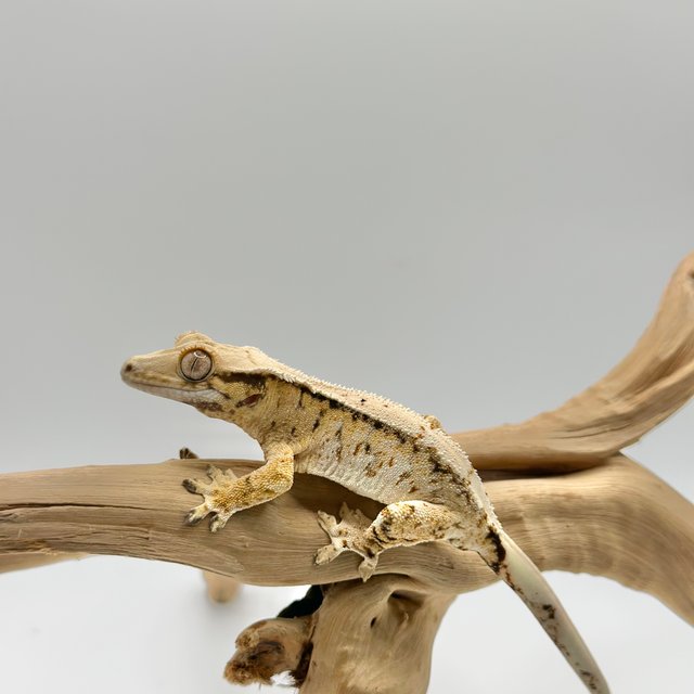 드리피 트라이 익스트림할리퀸