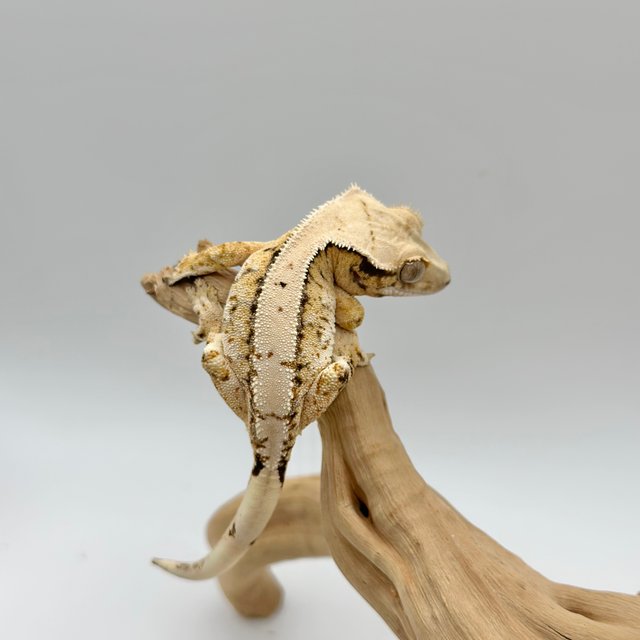 드리피 트라이 익스트림할리퀸