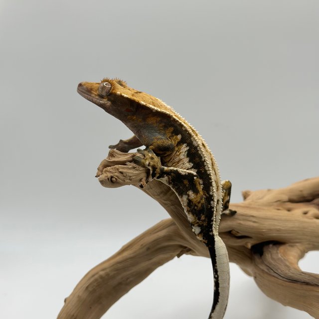 트라이 익스트림할리퀸