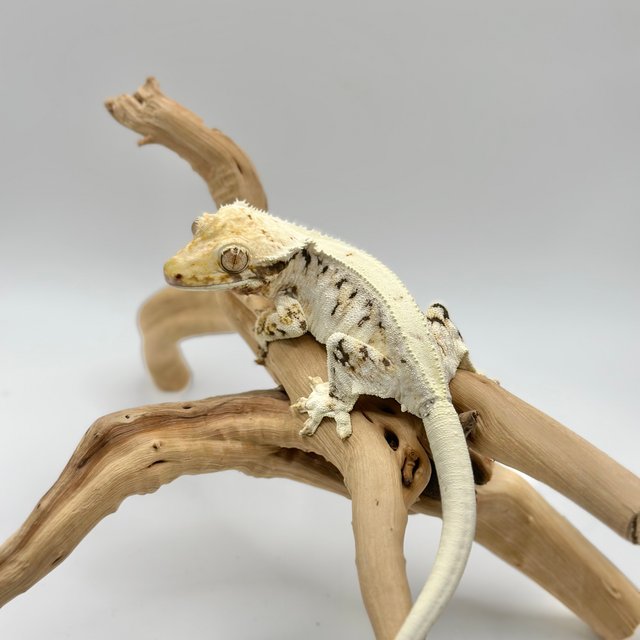 릴리화이트 트라이