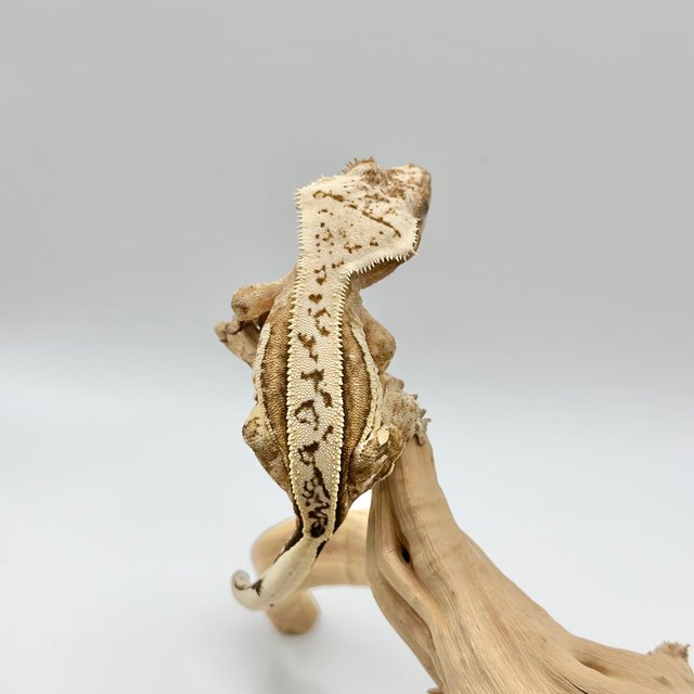 드리피 크림시클 크림 화이트 풀핀