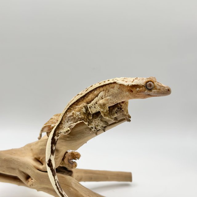 드리피 크림시클 크림 화이트 풀핀