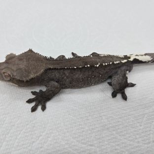 아잔틱
