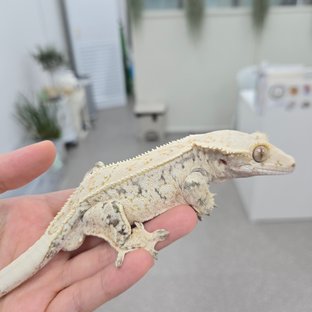 유니