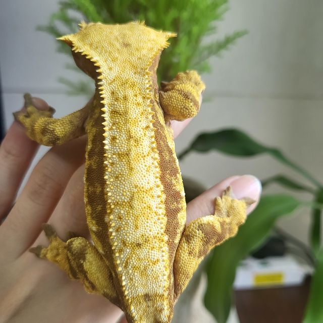 트라이 레드