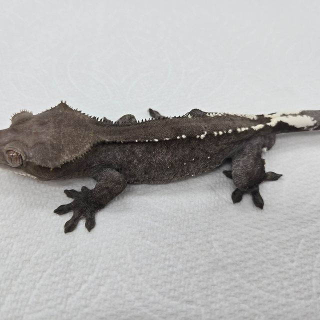 아잔틱