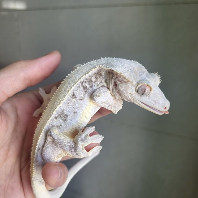 릴리화이트