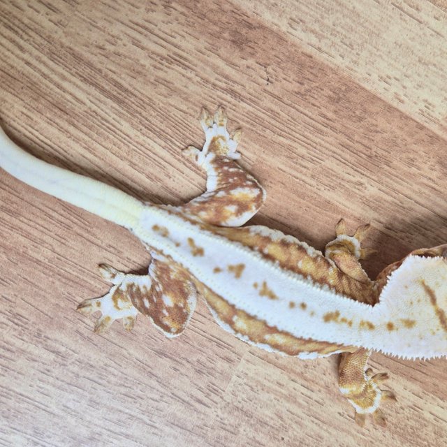 릴리100%헷아잔틱